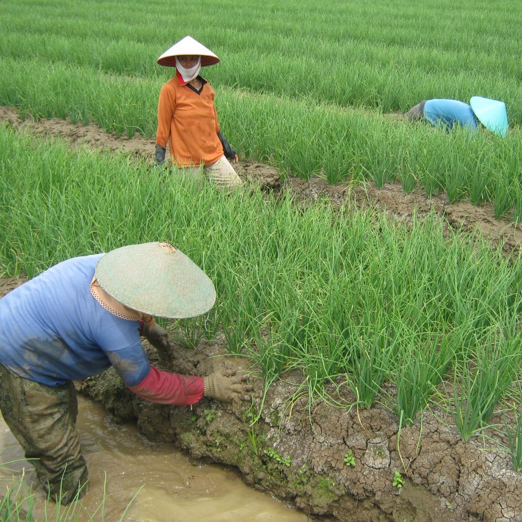 Dinas Pertanian Tanaman Pangan dan Hortikultura Kab. Brebes