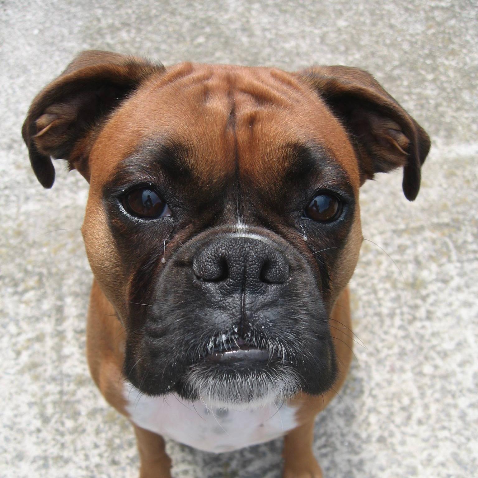 Boxer Lover