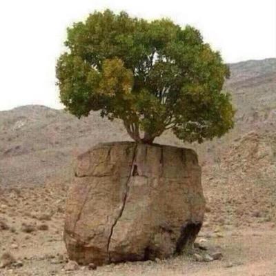 اتذوق الشعر واشاعر ولاكن في وقتاً ما اتناسا الشعر حيث ان الشعر يزيد كثيراً من جروح القلب التي خافيه ولا يعلمها سوى الله وحده فاذا وقعت على الشعر تبين الكثير ؟