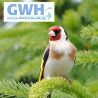 Garden Wildlife Health(@wildlife_health) 's Twitter Profile Photo