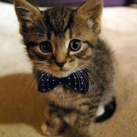 Cute Cats & Puppies (@warmingcuteness) 's Twitter Profile