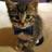 Cute Cats & Puppies