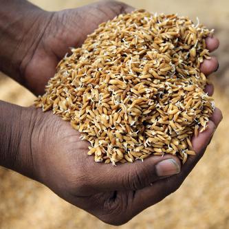 OdishaSeedPortal
