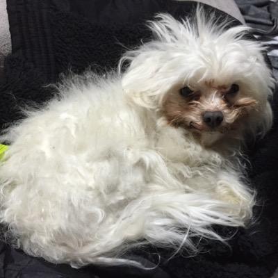 ちょぴん در توییتر エドワード モードレイクは19世紀イギリスの名門貴族 しかし彼の後頭部にはもう一つの顔があった その顔はギョロギョロと周りを見て 泣いたり笑ったりしたそうだ 夜中になると後頭部の顔は呪いや憎しみの言葉を囁き続けたという Http T Co