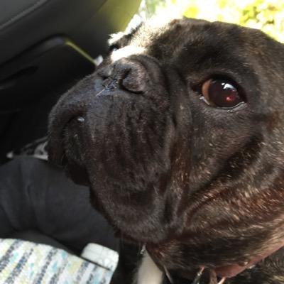 ran by @magconlea  French bulldog, 4years old