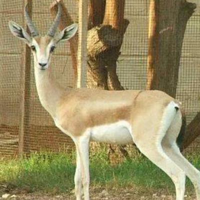 النحال ابو فهد للعسل الطبيعي ١٠٠/١٠٠
الجود هي عنواني .العسل من مناحلي وانتاج