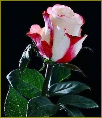 1515437d2f454bc's profile picture. 