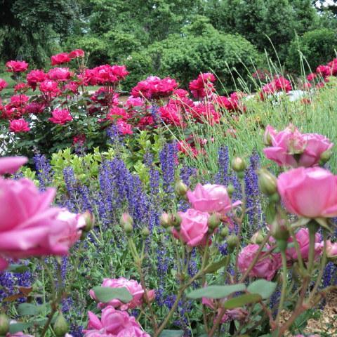 gardengatetips's profile picture. Professional Landscape Company