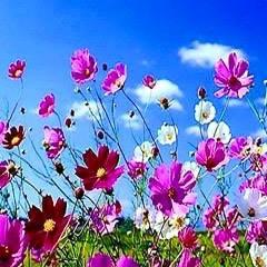 ripon_mizan's profile picture. 