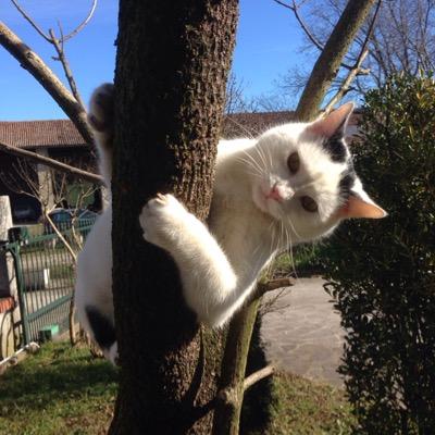 GiuseppeButtaci's profile picture. 