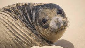 Daily photos of Seals - Email us your photos of seals - sealoftheday@outlook.com