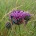 SaveSwanscombeMarsh (@saveswanscombe) Twitter profile photo SaveSwanscombeMarsh (@saveswanscombe) Twitter profile photo