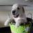 2557Papaa's profile image