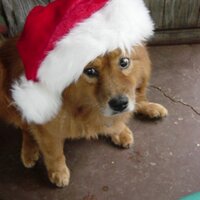 Peggy Fikac (@pfikac) 's Twitter Profile