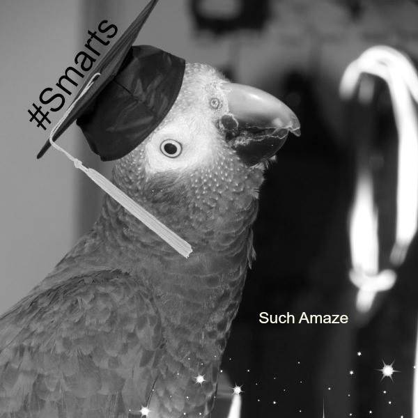 KeaveTurkeyBird's profile picture. A blog for my parrot's antics. He likes to sing and dance and make smooch sounds at Drew Carey on The Price is Right. I'm also Summerpixel on Tumblr.