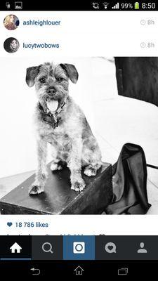 Hi, this is an Oswald Cobblepot /Alanna Masterson's dog/ fan acc