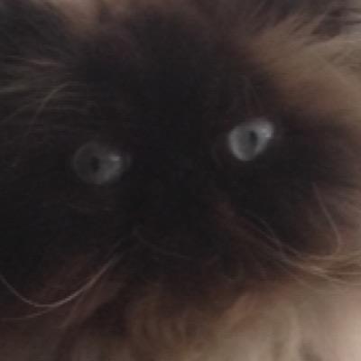 Profile Picture of Tweeter (@stoutimore) on Twitter