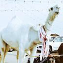 ابوتركي (@00dosr) Twitter