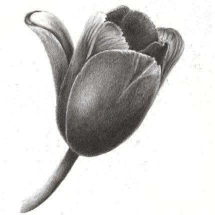 freerangetulip Profile Picture