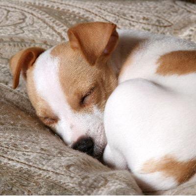 jackrussellsrus's profile picture. Owner and lover of all animals especially dogs, Jack Russell's are my favourite