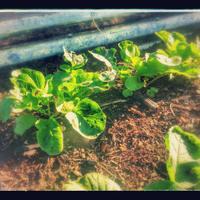 Independence Gardens (@gardensaties) 's Twitter Profile