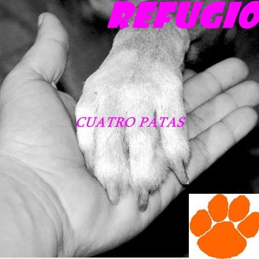 RefuCuatroPatas's profile picture. Ong que sé dedica a él : Rescate,Concientrizacion,Castraciones y más cumpliendo como Ong como cualquier otra por los animales. Desde el 2011 Luchando.