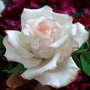 Amany Ahmed (@0125885230A) Twitter
