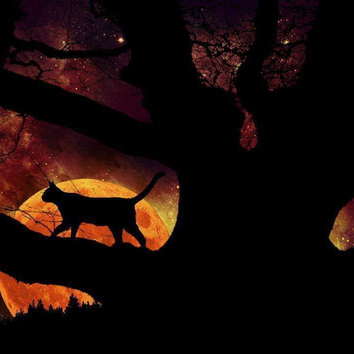 catinmoon20013's profile picture. 