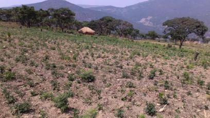 ekumbir's profile picture. tudo ou nada