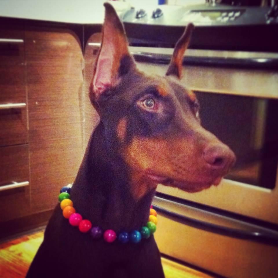 I'm an 8 month old Red Doberman from Braebrook Kennels. My mum has great plans for me... let's see how that goes.