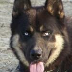 GazingBlueWolf's profile picture. 