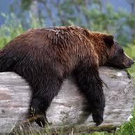 DrunkGrizzlyHD's profile picture. Fuck Bitches