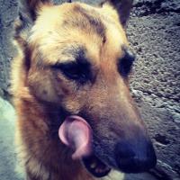 solovino resentido mantenido (@peyotl_) 's Twitter Profile