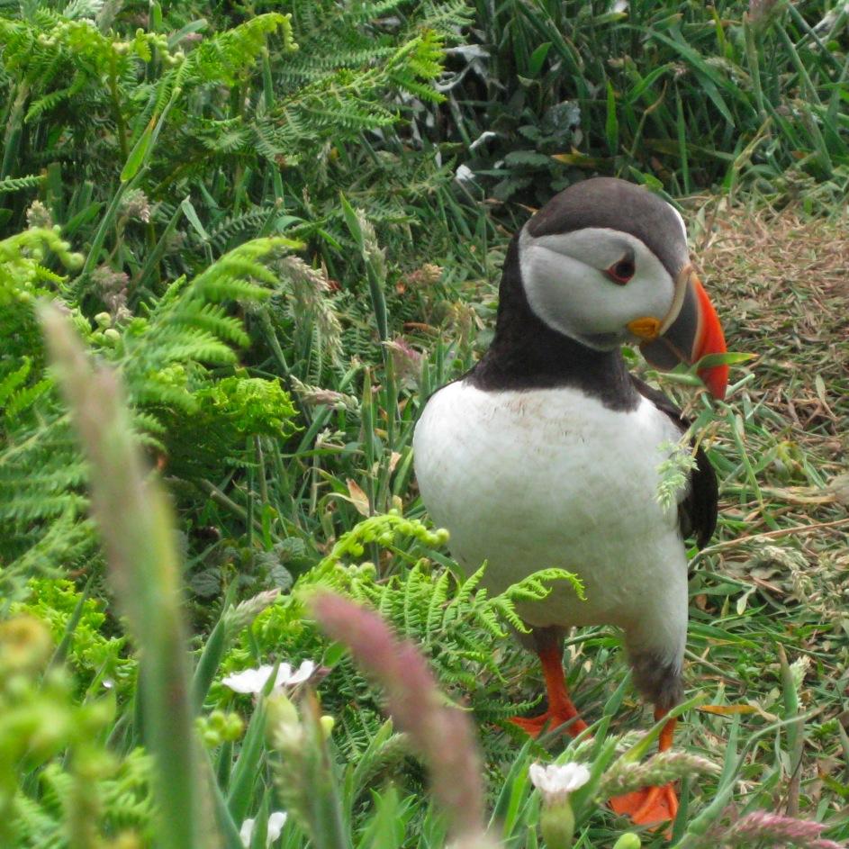 Outdoors, Wildlife, Environment and Conservation Enthusiast.