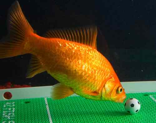 We have #Created the Worlds First Complete Fish training kit Teach your (smart) pet fish soccer, limbo, slalom, fetch and more.