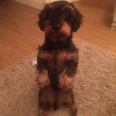 Hello I'm Archie, a cheeky 6 year old wirehaired miniature daschund with dog boutique @archie_and_me LIKE us on facebok http://t.co/MfcQ3ixAcj