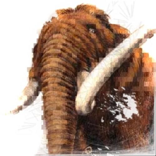 NeigMammouth's profile picture. 