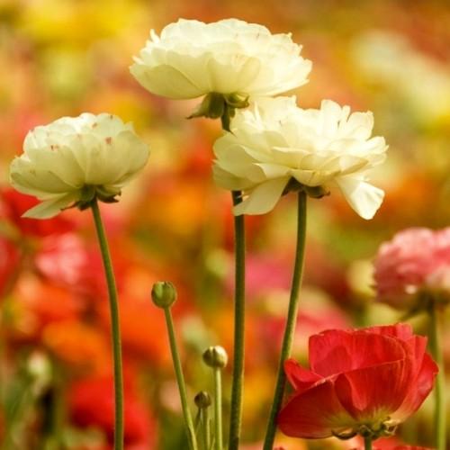 Love gives happyness,love carry our life love given feeling and love gives happy enjoyment of life so always love each other and live always be happy