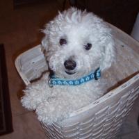 Linda M 💃🏻💛 ✈️🐕🎹⛳️ (@mclinmcdivasong) 's Twitter Profile Photo