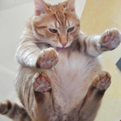 giraffe3okanobo's profile picture. 