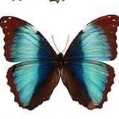 ChrisTagliani's profile picture. 