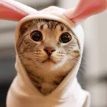 Hai
