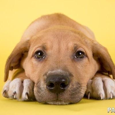 XOCHU_DOMOY's profile picture. 