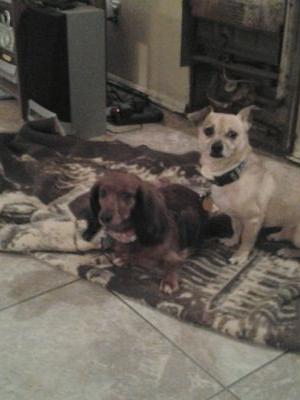 Mom of Kory &  have a Chihuahua named Rusty & a Dachshund named Morgan. I married my college sweetheart, Ryan Hodges in 2013.