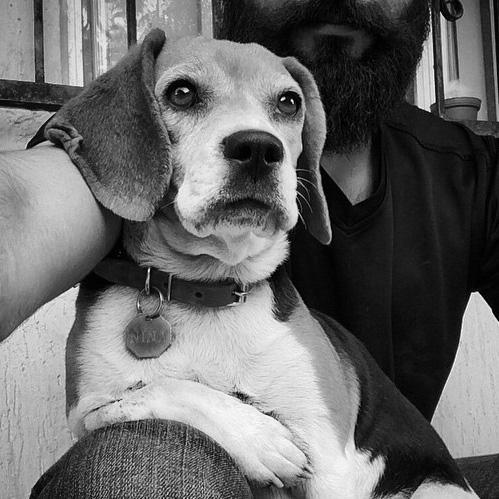 Canina, beagle, inquieta... e intelectual.
