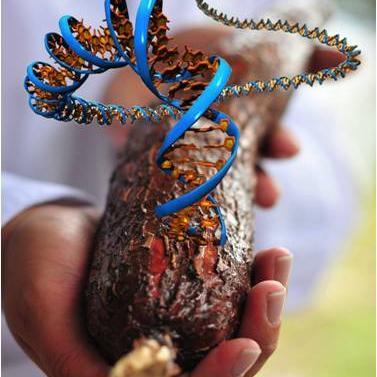 GCP21cassava Profile Picture