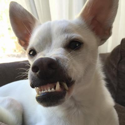 Scary Face (@scaryfacedog) / X