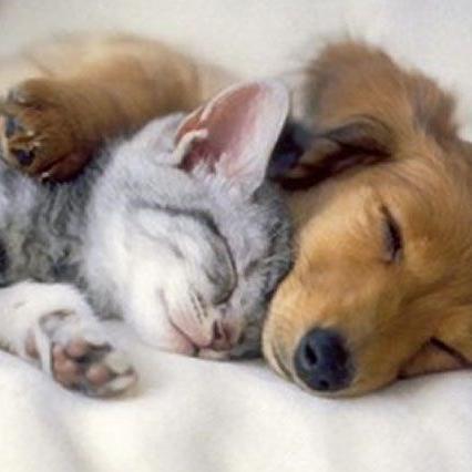 haru032's profile picture. 趣味でお酒と雑学と睡眠関係のブログ書いてます(*´з`)
気になったら見てください♪ 
いいね！とかリツイートしてもらえると嬉しいです(*‘ω‘ *)
日常のこともたまにつぶやきます＼(^o^)／