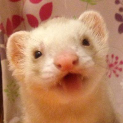 francoismomota's profile picture. フェレットのももた。を2015.11.11に7歳で見送り、15年に渡るイタチ生活は小休止に入りました。今は天国イタチの供養をしながら、運命の出会いを待ってます。夫(クマちゅう。)と暮らしています。 天国のイタチたちに、なると。こむぎ。くろべぇ。すもも。ころん。ももた。がいます(^^)＃フェレット #イタチ