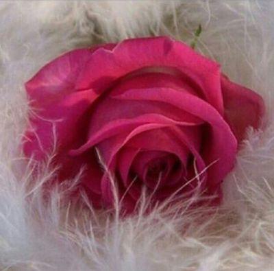 Hana_oII's profile picture. 